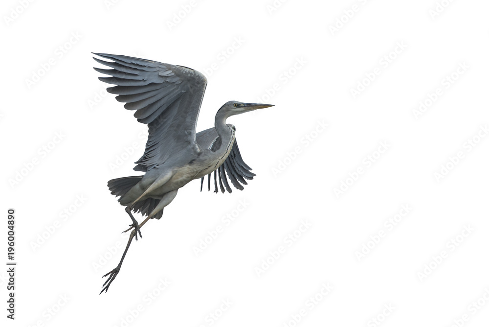 Grey heron flying isolated on white background Grey heron flying isolated on white background