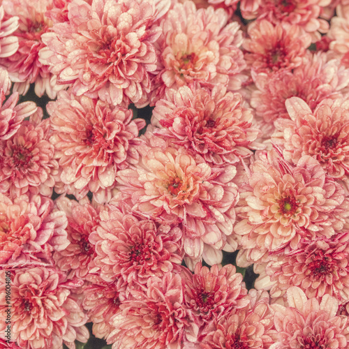 Coral Pink chrysanthemum flowers, background, texture