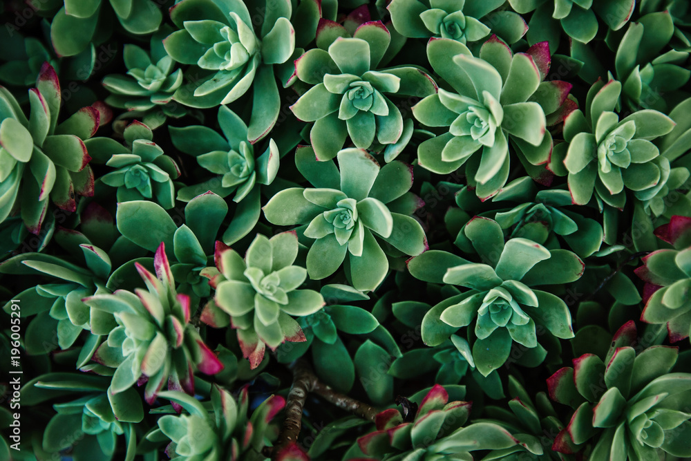 Thick green succulent closeup pattern background. Hipster plant floral texture. Thick green succulent closeup pattern background. Hipster plant floral texture.