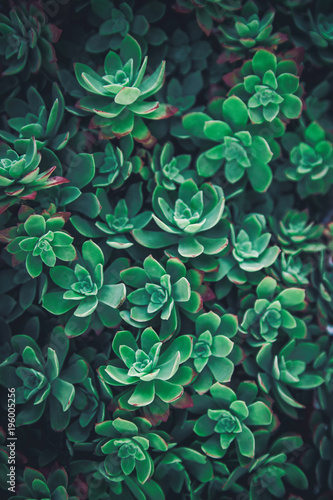 Thick green succulent closeup pattern vertical background. Hipster plant floral texture. photo