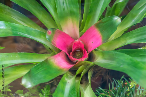 top view of bromeliad exotic plant in the garden