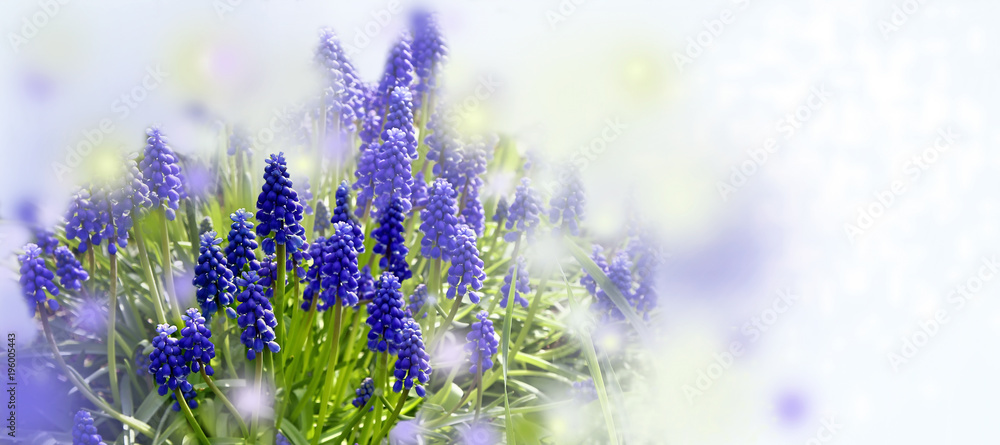 Naklejka premium Art spring and easter background with spring flowers