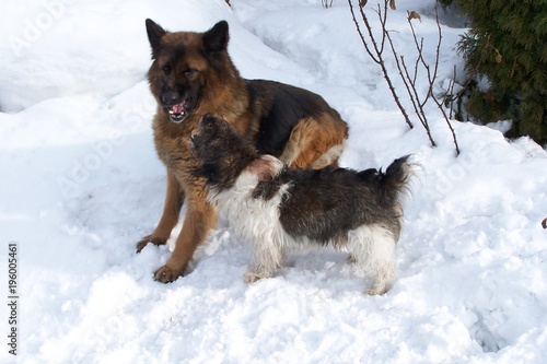 A black and white terrier and an old German shepherd dog