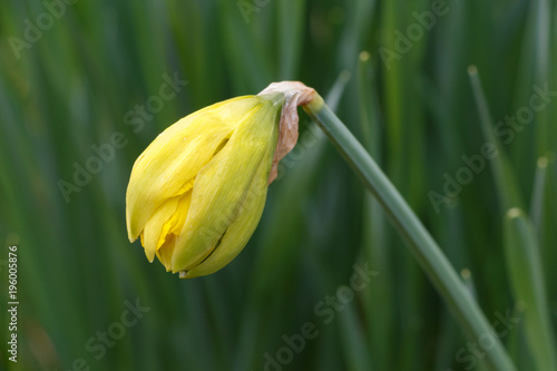 Fototapeta Naklejka Na Ścianę i Meble -  Éclosion de bourgeon de fleur de jonquille