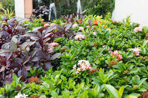 Garden with flowers