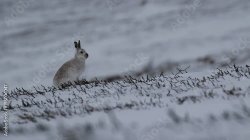 Mountain hare, Lepus timidus, cleaning, eating, running on a foggy day in the snow during winter in the cairngorm national park, scotland