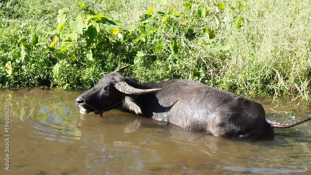 Closeup Shot at An Adult Asian Water Buffaloes Lying or Relaxing in Clear Water. The Buffalo Is Also A Symbol of Stupidity, Foolish, Stubborn, and Persistent in Thai Proverb. Closeup Shot at An Adult Asian Water Buffaloes Lying or Relaxing in Clear Water. The Buffalo Is Also A Symbol of Stupidity, Foolish, Stubborn, and Persistent in Thai Proverb.