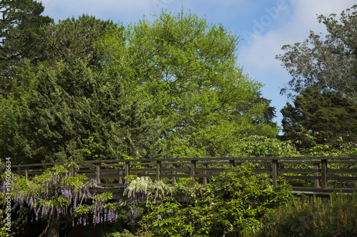 Wooden bridge crossing trees in beautiful garden of Japan Tea Garden, San Francisco