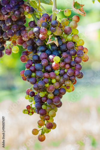 Cluster of Wine Grapes.