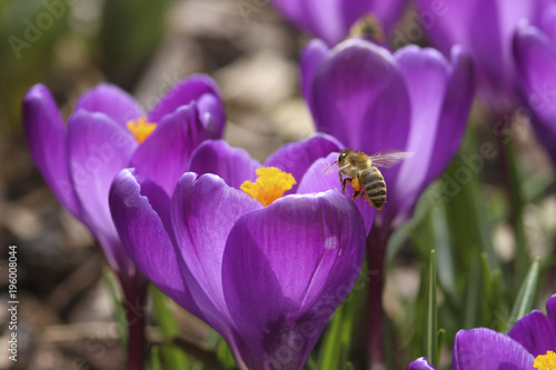 Krokusse mit Biene im Frühling