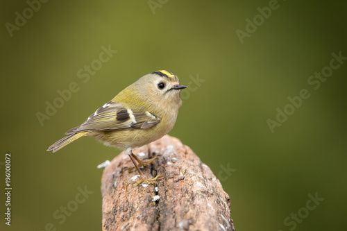 Eurasian Goldcrest in the wild photo