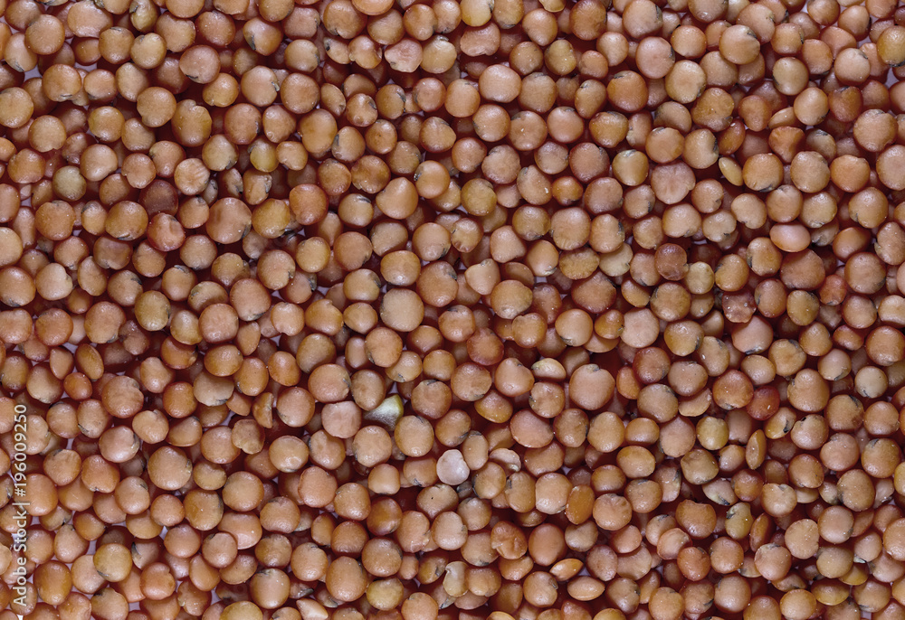 lentils, lentil seeds lentils, lentil seeds