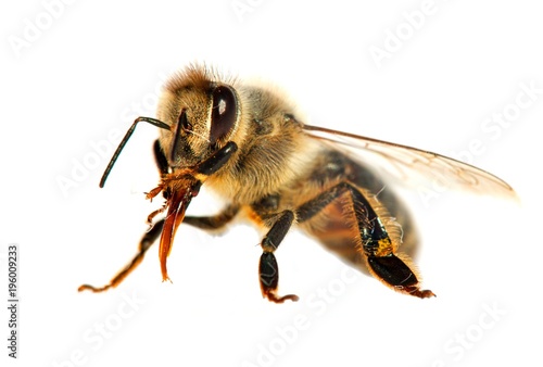 bee or honeybee in Latin Apis Mellifera © Daniel Prudek