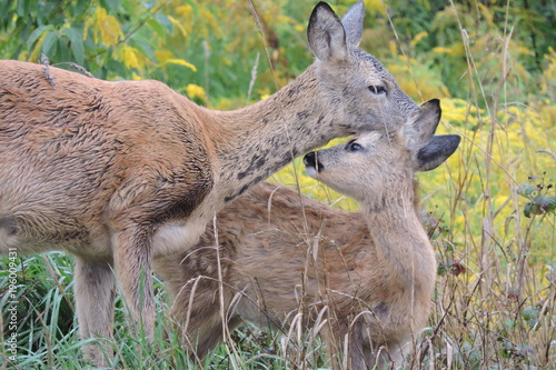 A roe deer cleaning a fawn