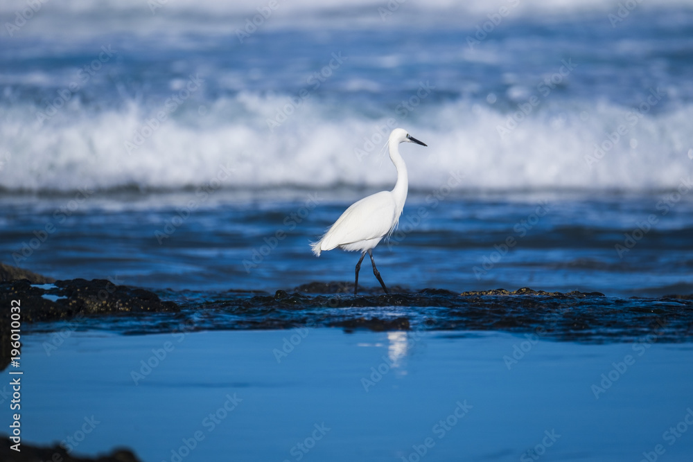 white seagull near the shore white seagull near the shore