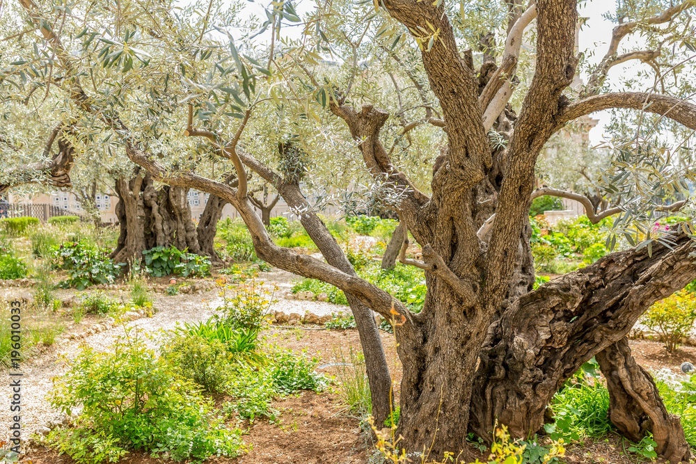 Fototapeta premium Gethsemane in Jerusalem, Israel
