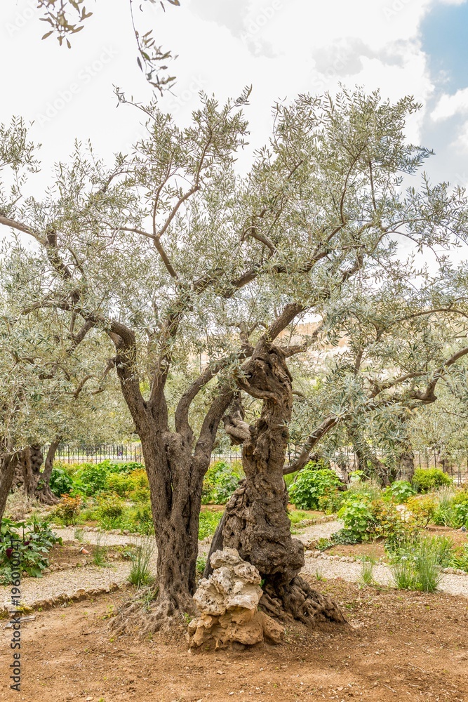 Gethsemane in Jerusalem, Israel Gethsemane in Jerusalem, Israel