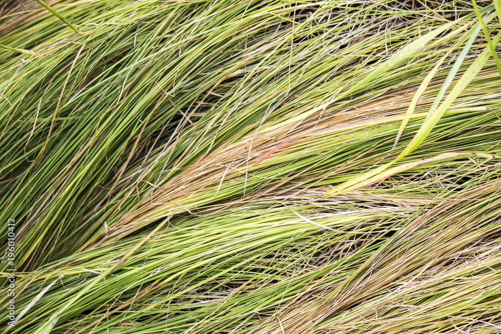 Yellowed Grass in field. Natural vegetal background Yellowed Grass in field. Natural vegetal background