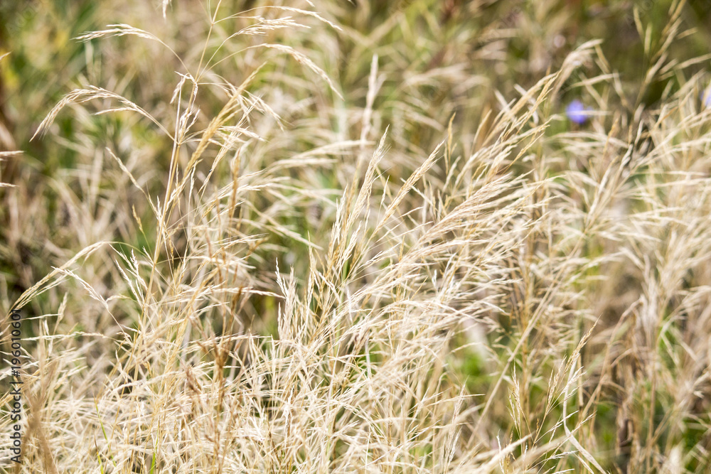 Wildflowers. Summer field. naturalness and beauty of nature Wildflowers. Summer field. naturalness and beauty of nature