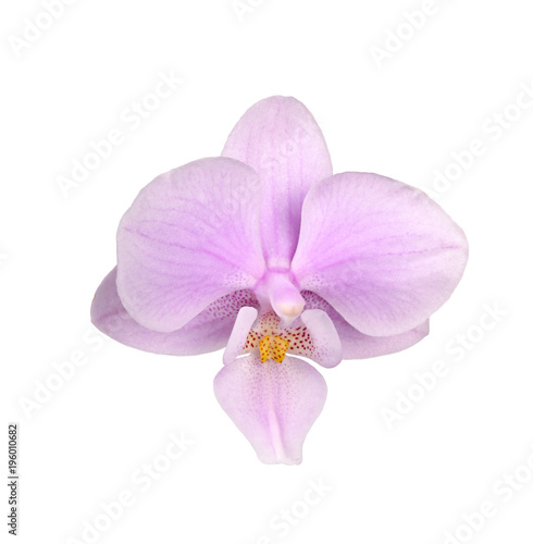 Flower of a pink and yellow Phalaenopsis orchid isolated