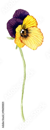 hand drawn watercolor Pansy flower photo