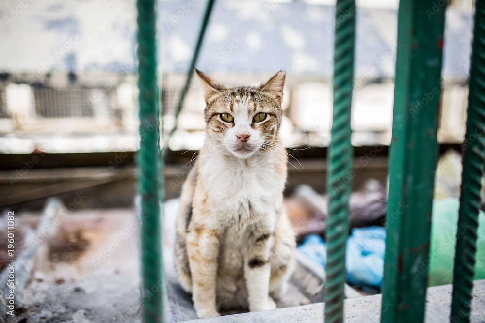 Obraz premium cat behind bars