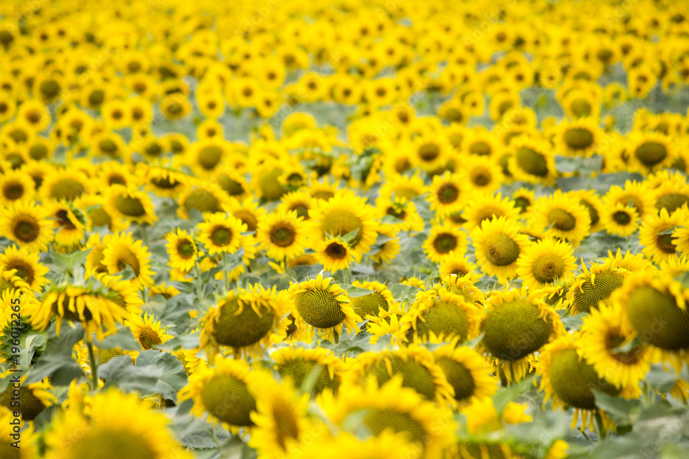 Field with sunflowers. Young sunflowers. agriculture and agronomy Field with sunflowers. Young sunflowers. agriculture and agronomy