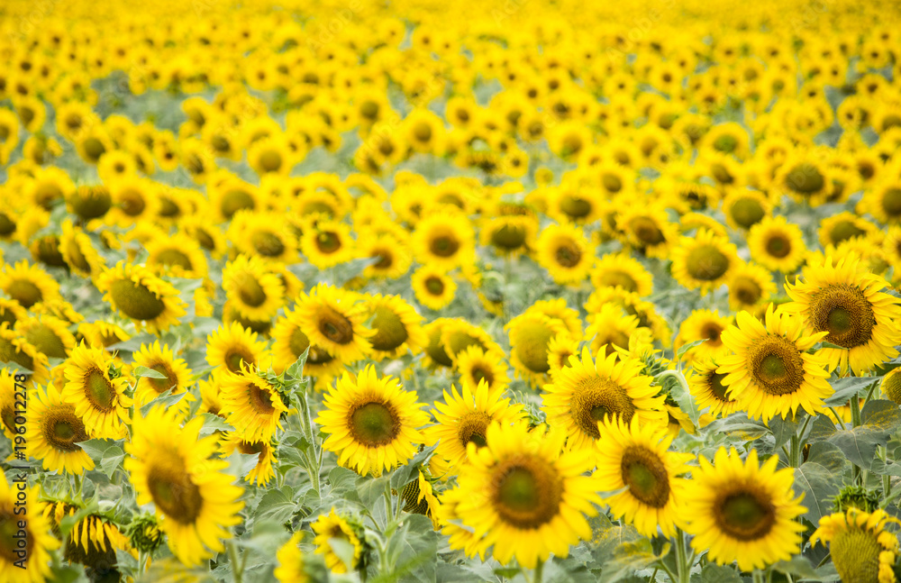 Field with sunflowers. Young sunflowers. agriculture and agronomy Field with sunflowers. Young sunflowers. agriculture and agronomy