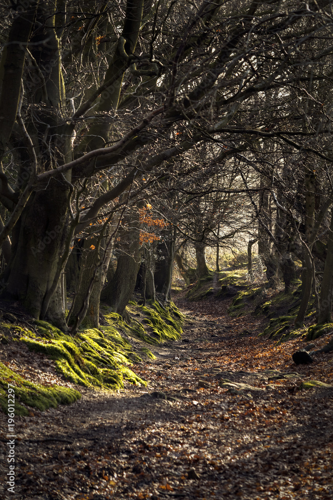 Fotografie Rural winter woodland