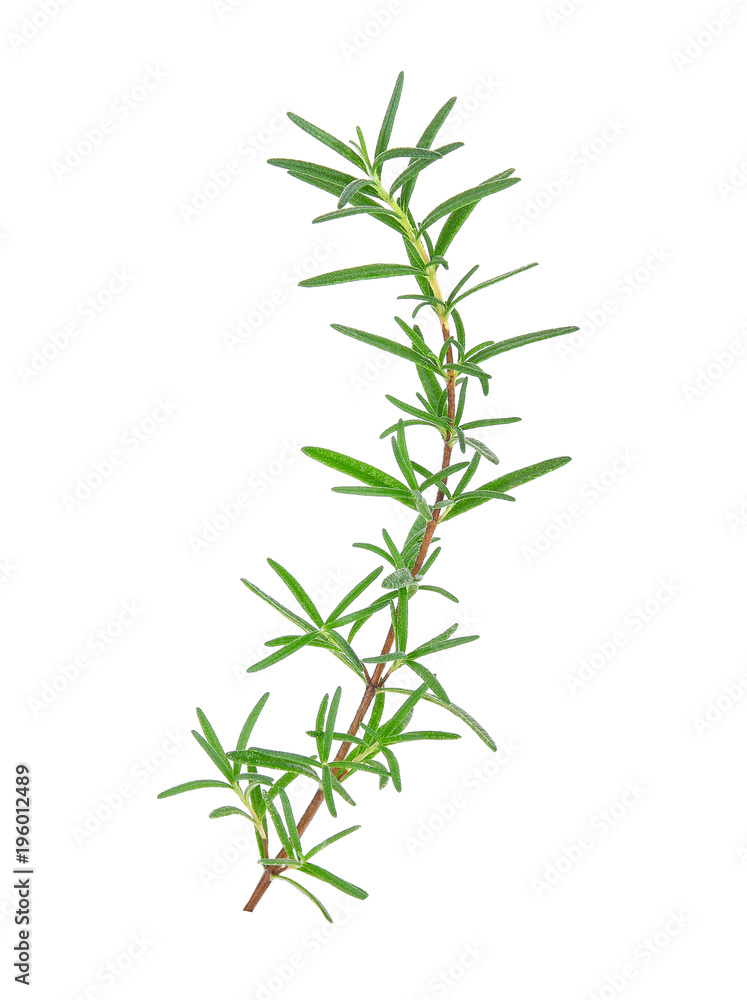 Fototapeta premium rosemary isolated on white background