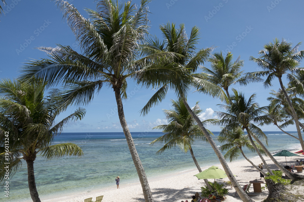 Beautiful palm trees in Guam