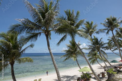 Fototapeta Naklejka Na Ścianę i Meble -  Beautiful palm trees in Guam