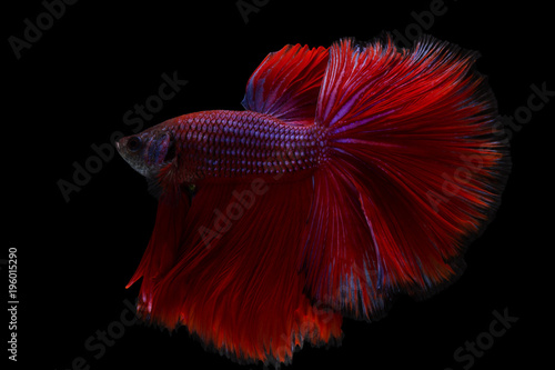 Betta fish, siamese fighting fish betta splendens (Halfmoon Red betta ),isolated on black background
