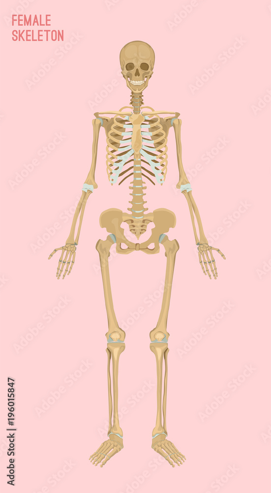 Female Skeleton Image