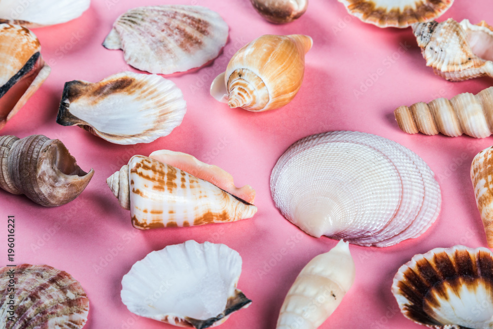 sea shells on pink background. Pastel shade