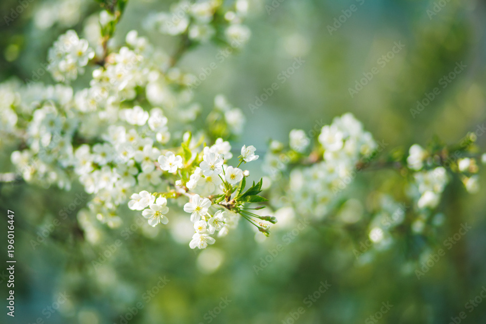 white flowers cherry tree. white flowers cherry tree. Flowers cherry tree blossomed. white flowers cherry tree. white flowers cherry tree. Flowers cherry tree blossomed.