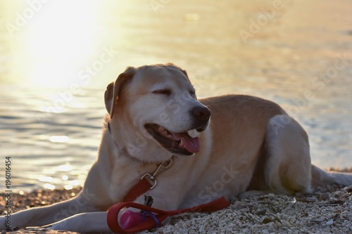 Cream labrador retriever dog laying at the beach by the sea
