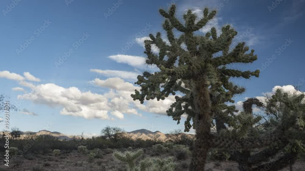 Dolly time lapse of a desert cactus and clouds Dolly time lapse of a desert cactus and clouds