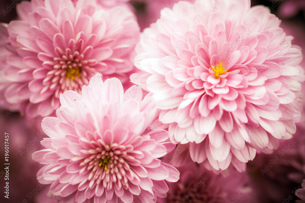 Pink gerberas close-up. Detailed flower macro Pink gerberas close-up. Detailed flower macro