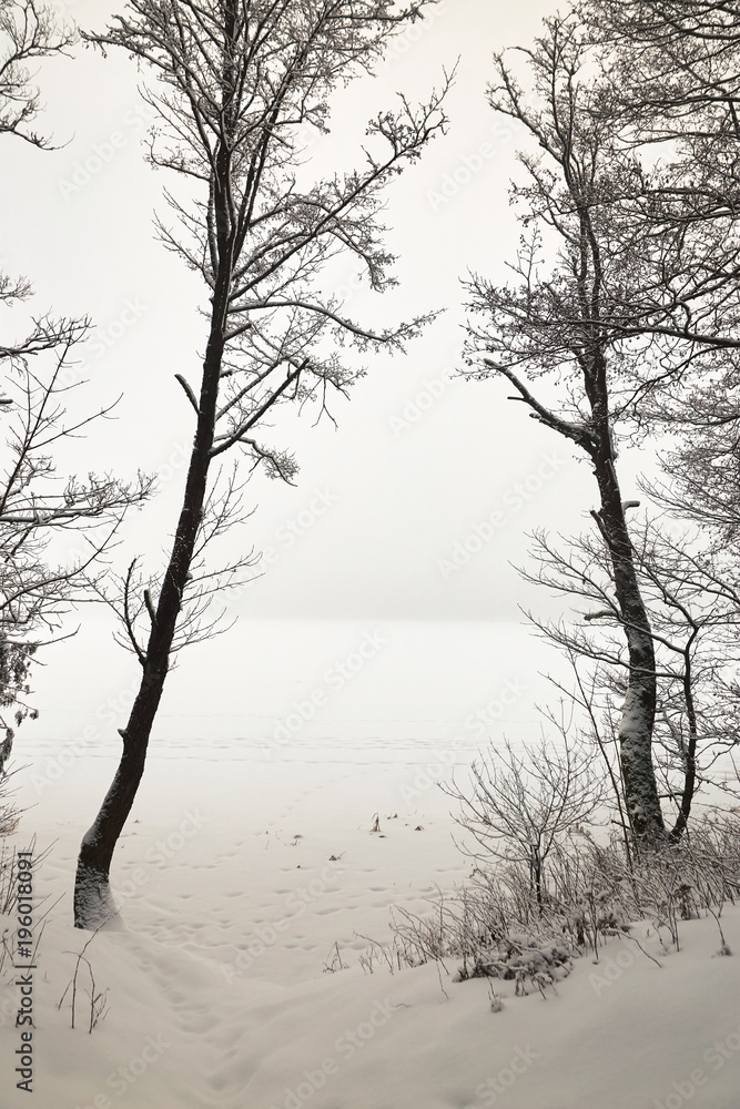 Belarus, Grodno, Molochnoe Lake. Lonely tree on the shore in winter. Belarus, Grodno, Molochnoe Lake. Lonely tree on the shore in winter.