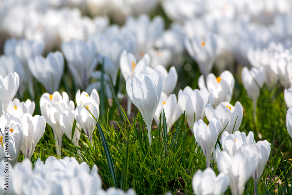 Fototapeta premium Spring white crocus flowers on green grass