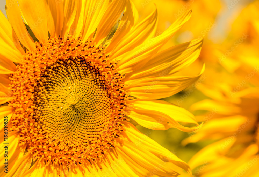 Colorful of flowers, Close up shot of Sun flower seeds background. Colorful of flowers, Close up shot of Sun flower seeds background.
