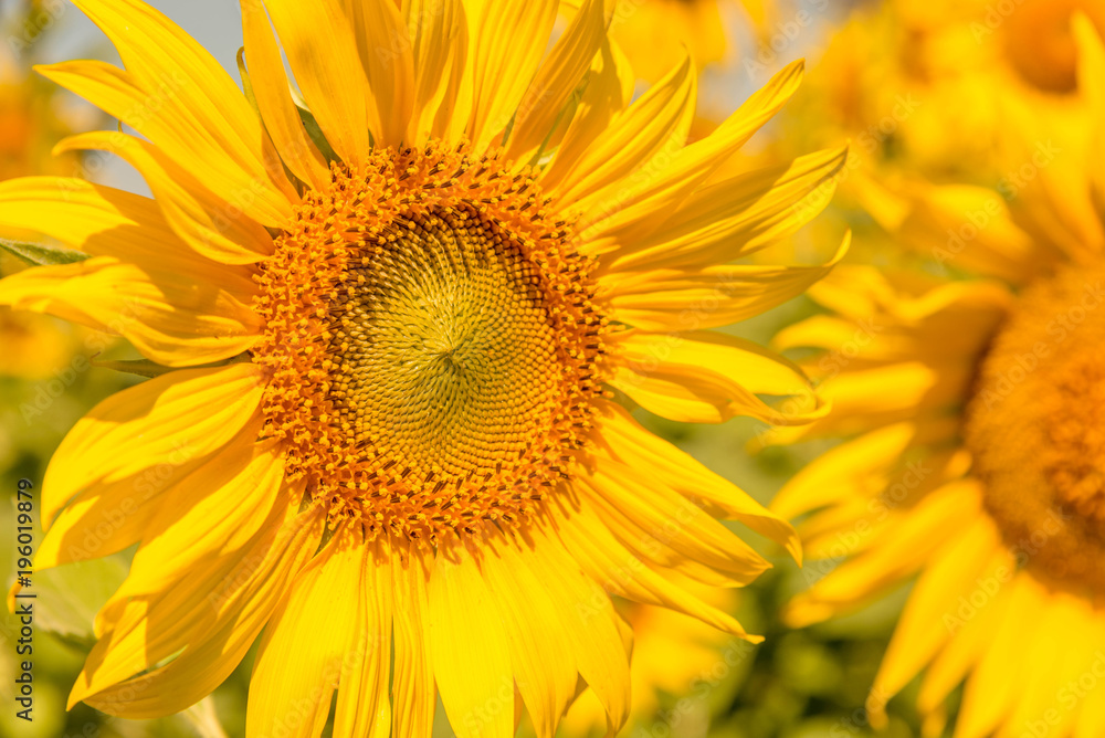 Colorful of flowers, Close up shot of Sun flower seeds background. Colorful of flowers, Close up shot of Sun flower seeds background.