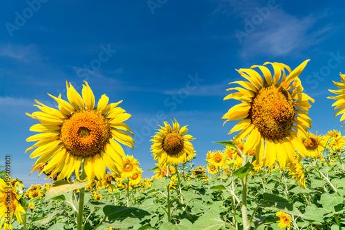 Sunflower with a sky background. with copy space for your text message or use for background.