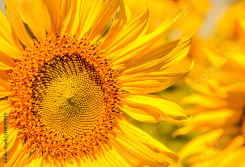 Colorful of flowers, Close up shot of Sun flower seeds background. © prakhob_khonchen