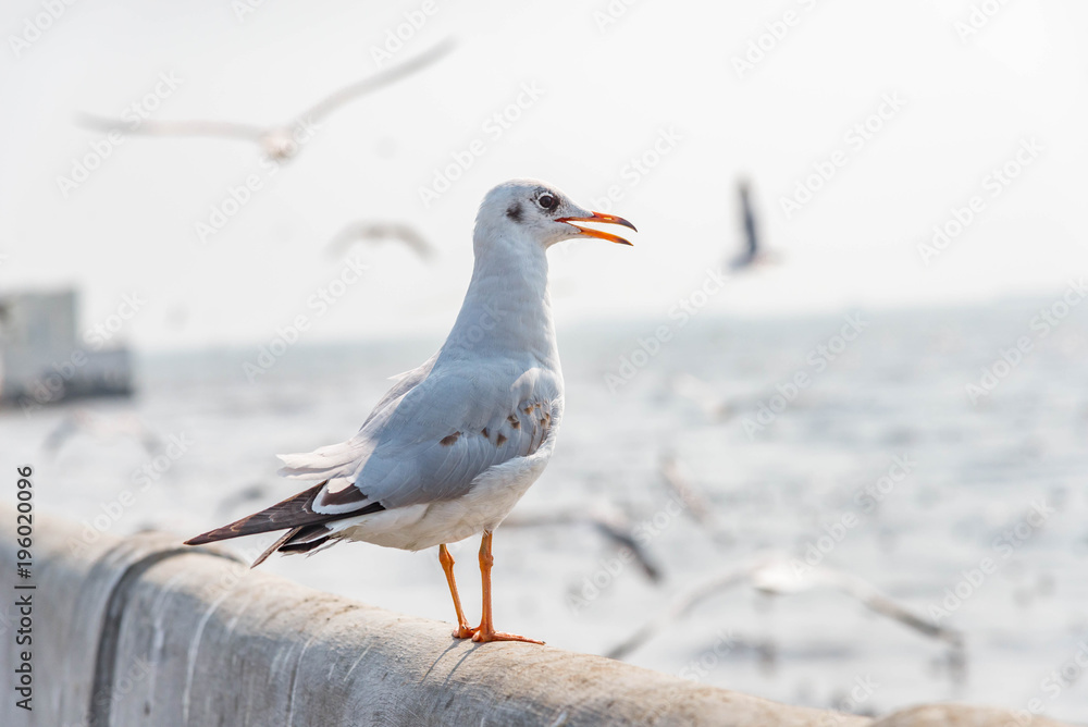 Seagull standing on a bridge at Miami,USA