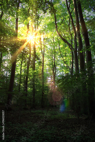A forest in summer with sun flare