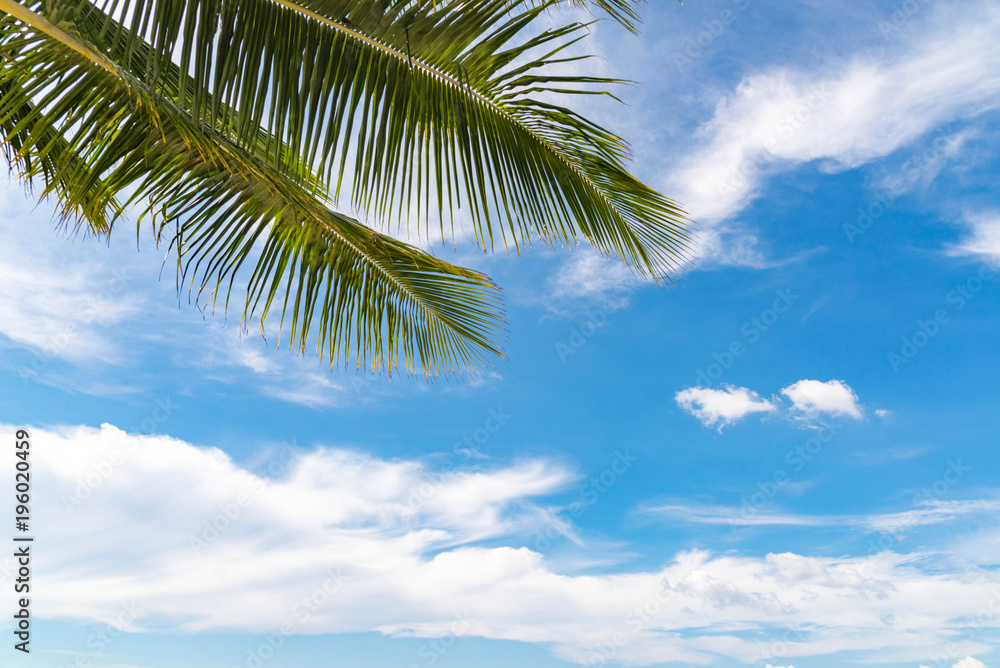 Summer concept, Palm leaf on blue sky and white clouds, perspective looking up.