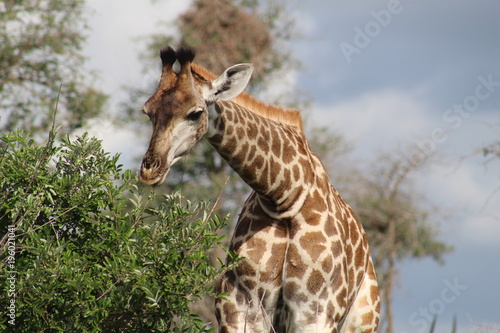 Fototapeta Naklejka Na Ścianę i Meble -  Giraffee
