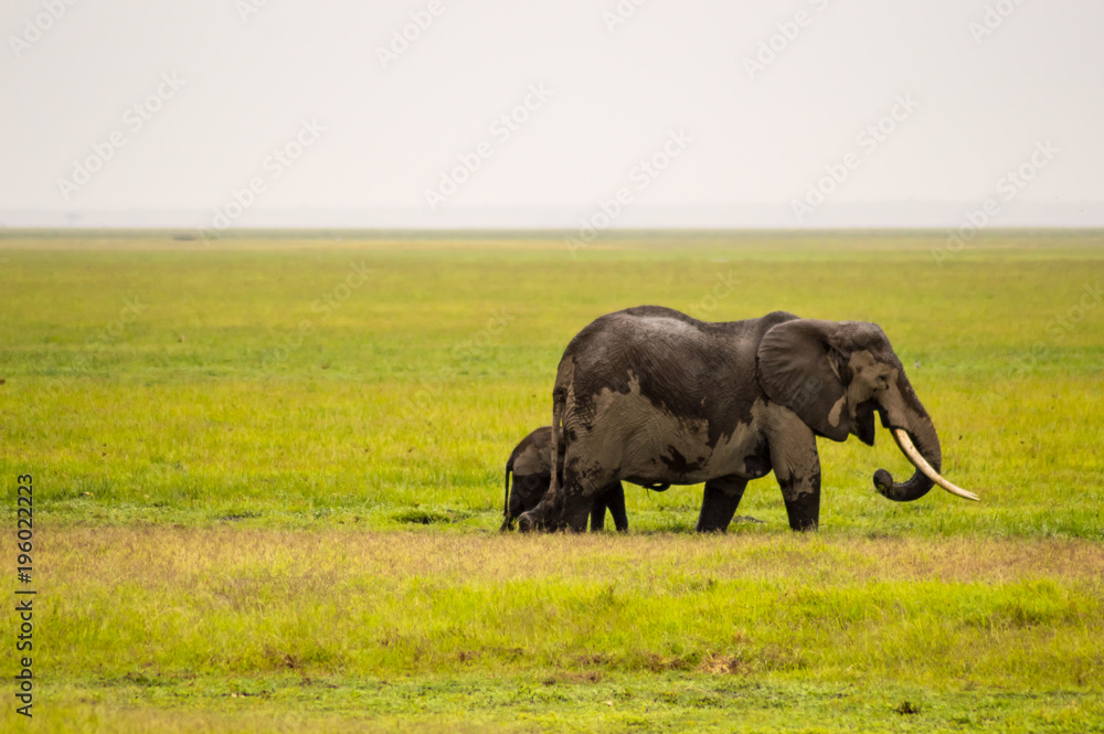 Fototapeta premium Elephant half immersed in the marshes of Amboseli Park in Kenya